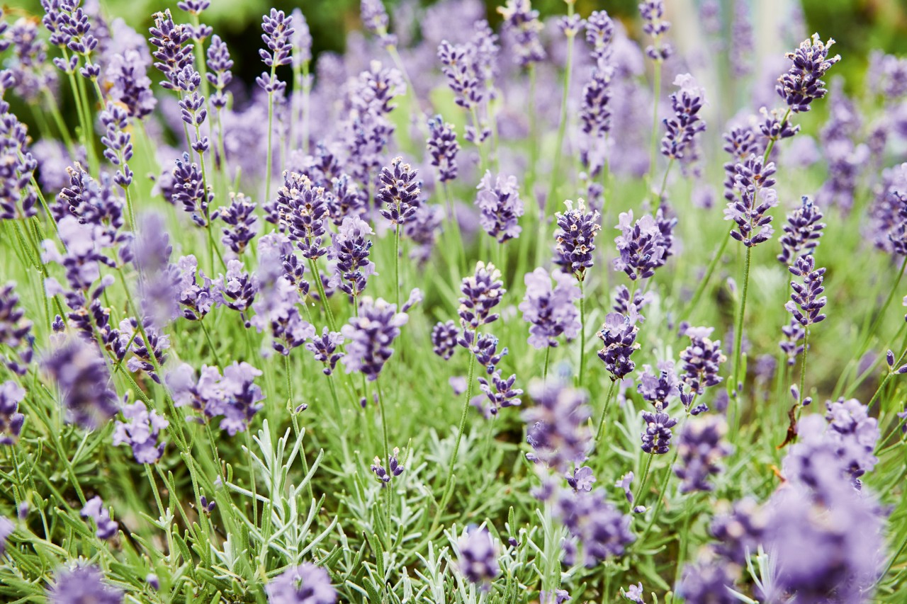 Lavanda francesa