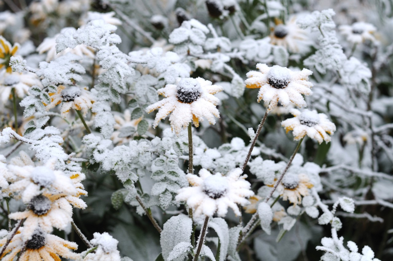 Flores amarillas cubiertas de nieve