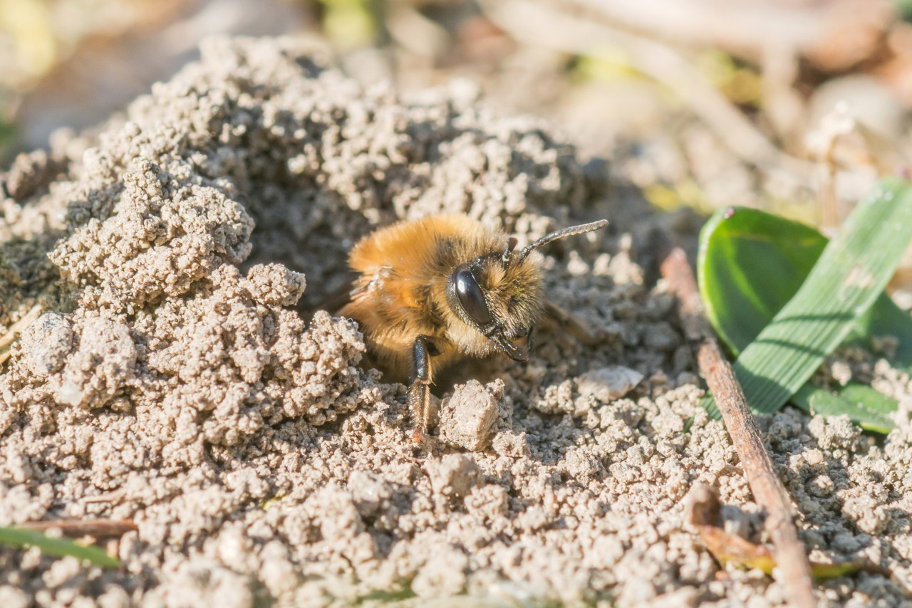 Primer plano de una andrena con espalda gris en la arena
