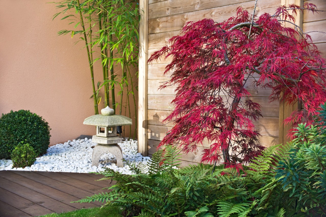Un helecho y un arce japonés rojo frente a una pared divisora de madera en una terraza