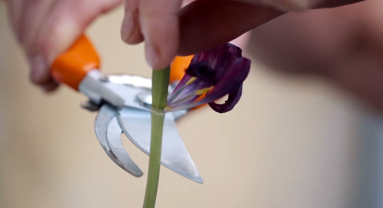 Primer plano de un tallo de flor cortado con una tijera de poda manual, parte de los cuidados del jardín en primavera.