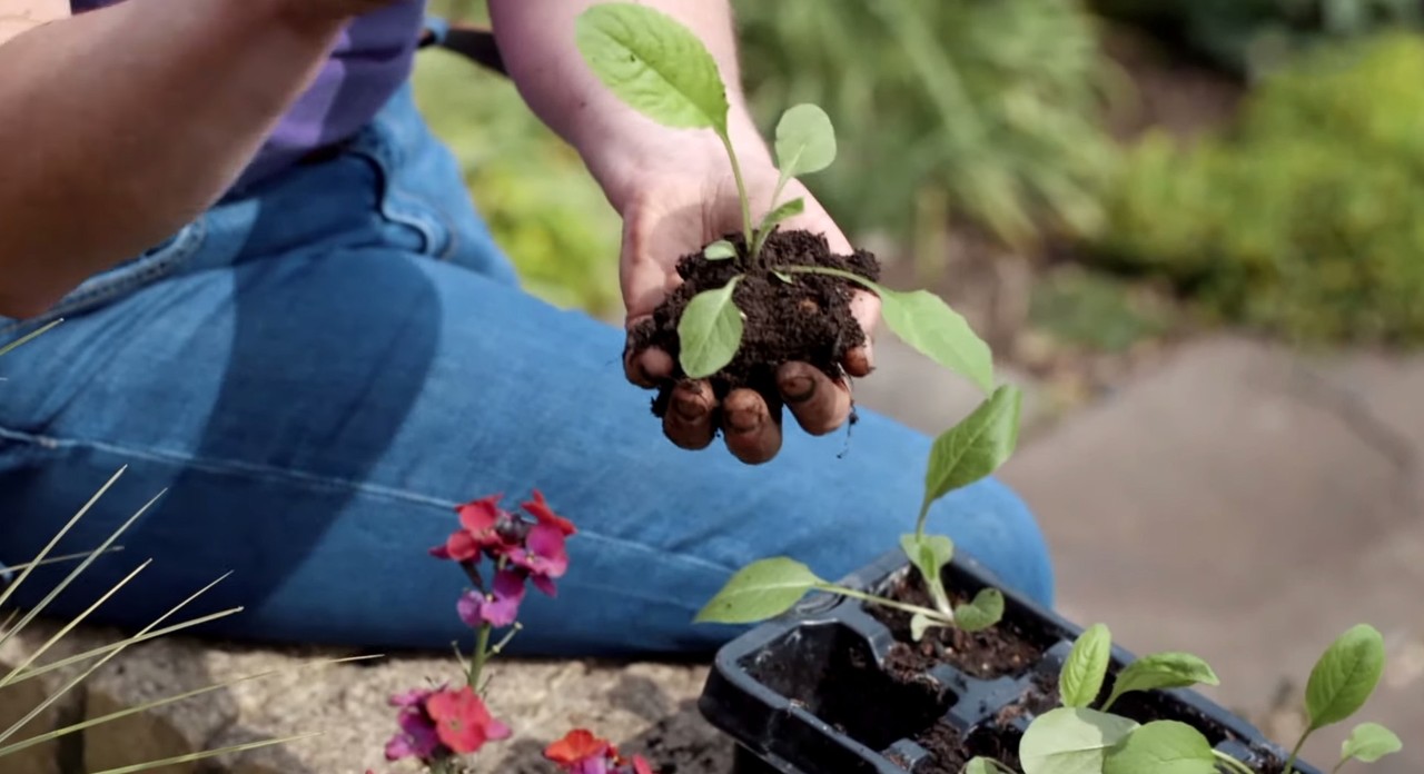 Una plántula con bola de raíces sostenida en una mano, lista para plantar flores de jardín en primavera.