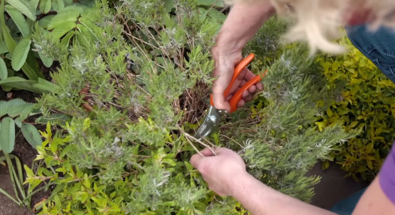 Un arbusto recortado con una tijera de poda manual por un hombre a cargo de los cuidados del jardín en primavera.