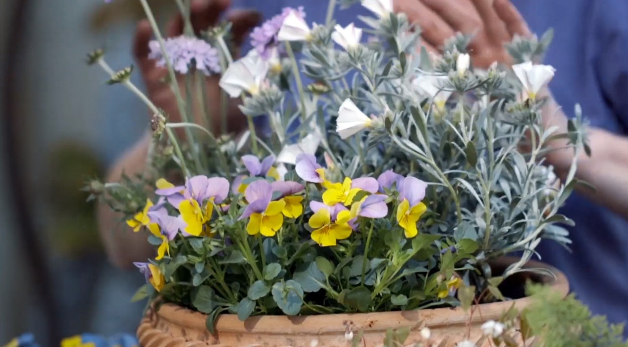 Unos pensamientos amarillos y morados con otras flores de jardín en primavera en una maceta de arcilla.