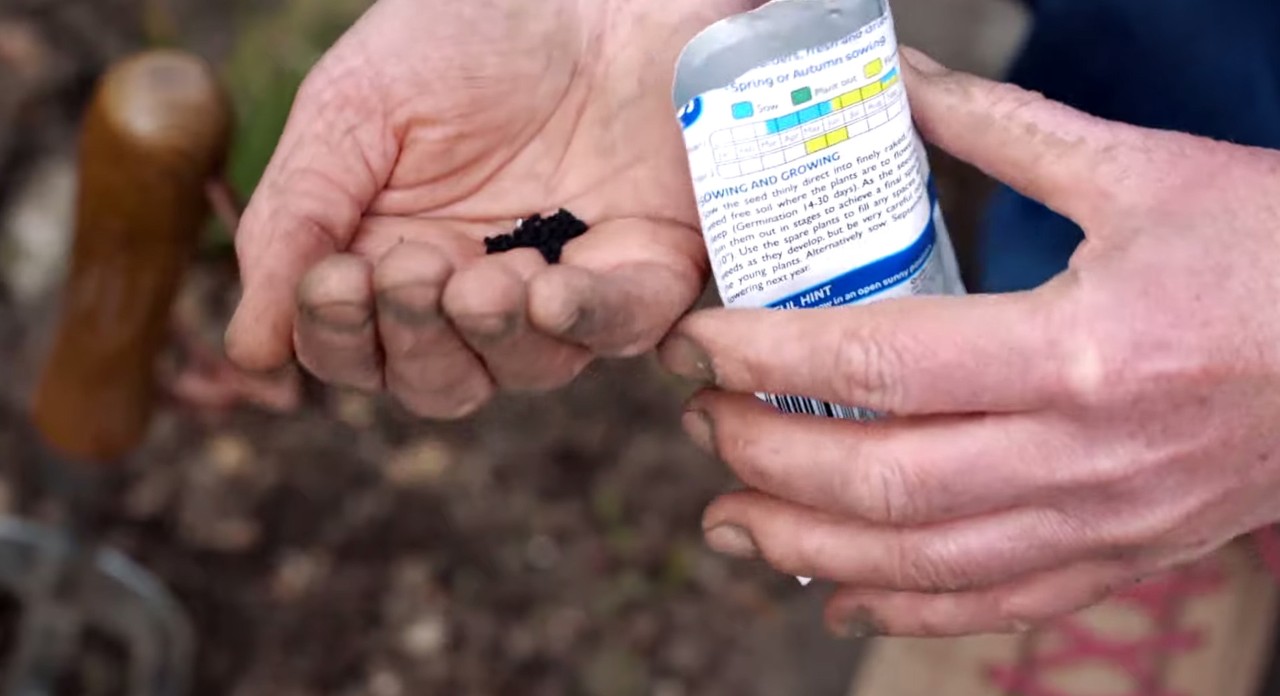 Primer plano de semillas negras y un paquete en las manos de una persona al cuidado del jardín en primavera.