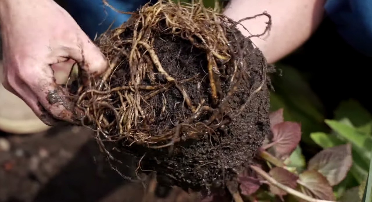 Vista de una bola de raíces de una planta en maceta con raíces densas, parte de los cuidados del jardín en primavera.