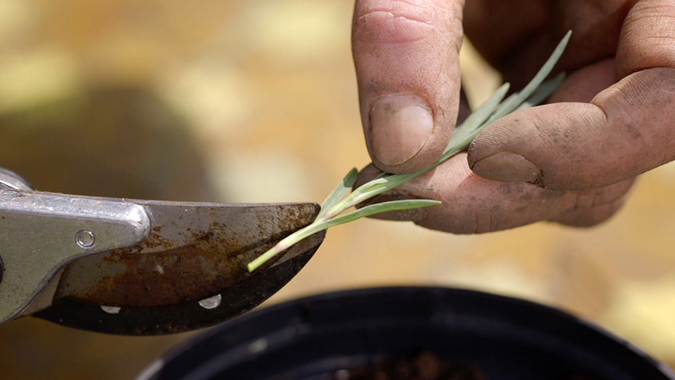 Primer plano de un tallo verde cortado con una tijera de poda, parte de los cuidados del jardín en verano.