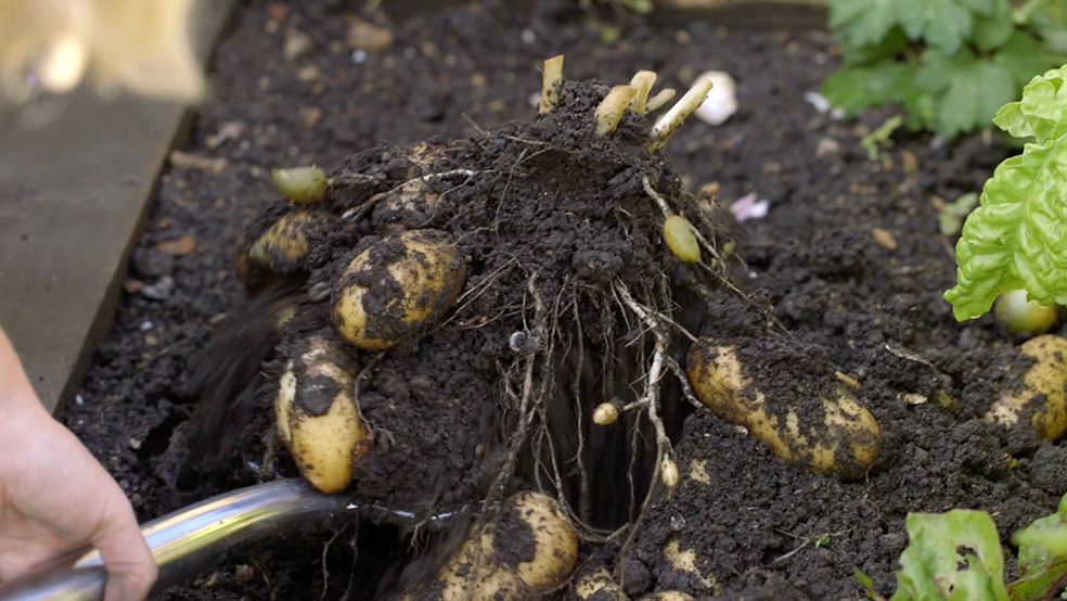 Extracción de patatas de la tierra con una pala, una de las tareas típicas de la jardinería en verano.
