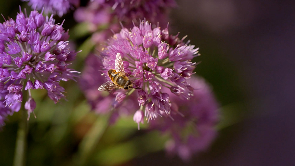 Primer plano de una abeja en una flor rosa entre flores para jardín de verano.
