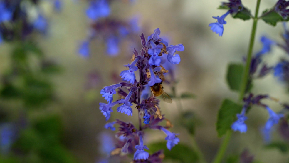 Primer plano de una abeja en una flor morada, una de las típicas flores para plantar en verano.