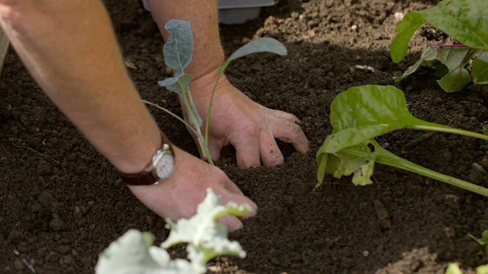 Primer plano de la plantación de una planta joven como parte de los cuidados del jardín en verano.