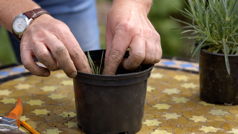 Primer plano de la plantación de esquejes en una maceta en un día de jardinería en verano.