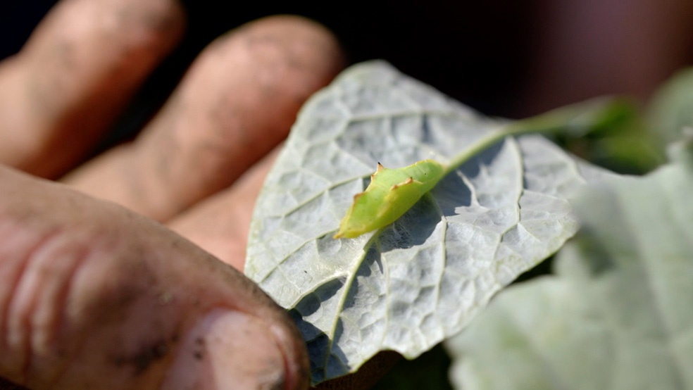 Primer plano de la parte posterior de una hoja con un insecto verde, imagen típica en un jardín en verano.