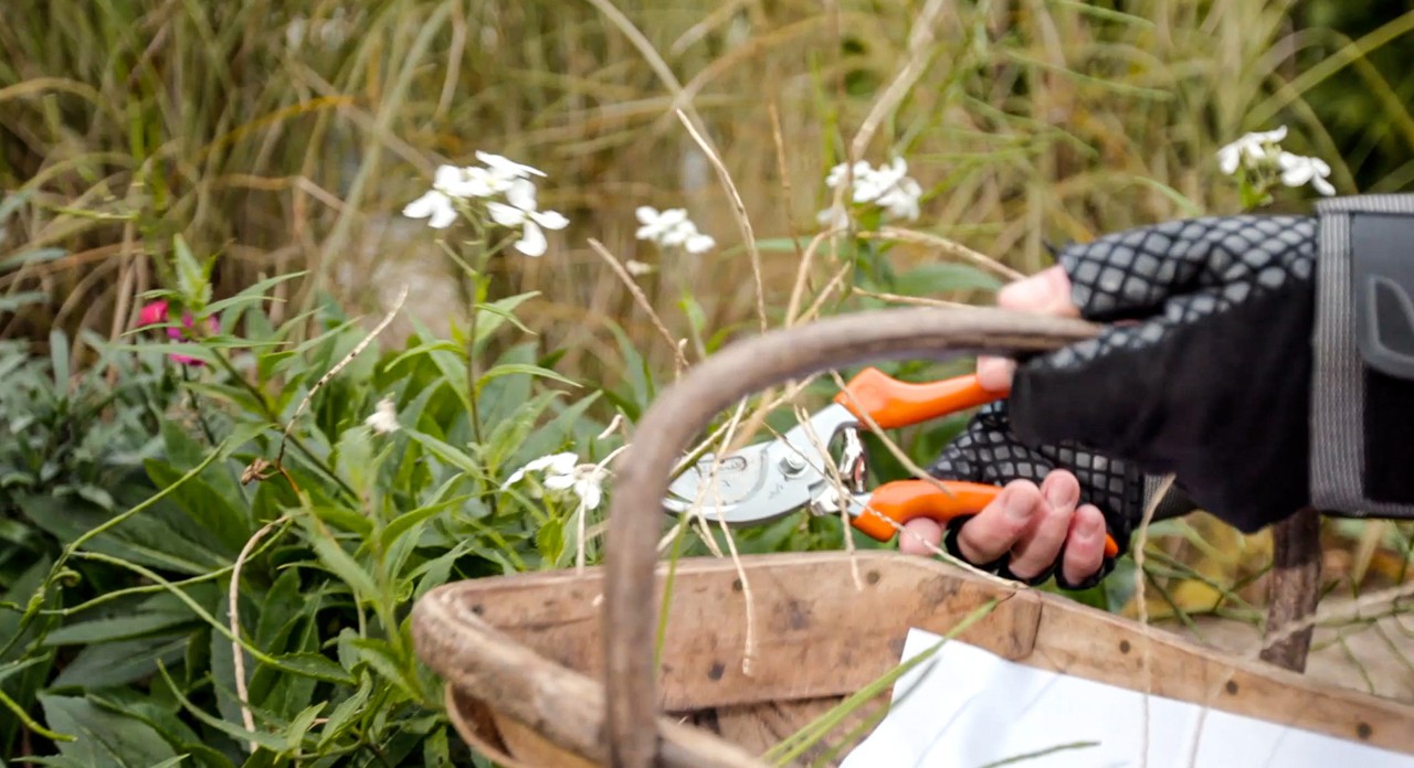 Las flores marchitas se recortan con la tijera de poda STIHL PG 20