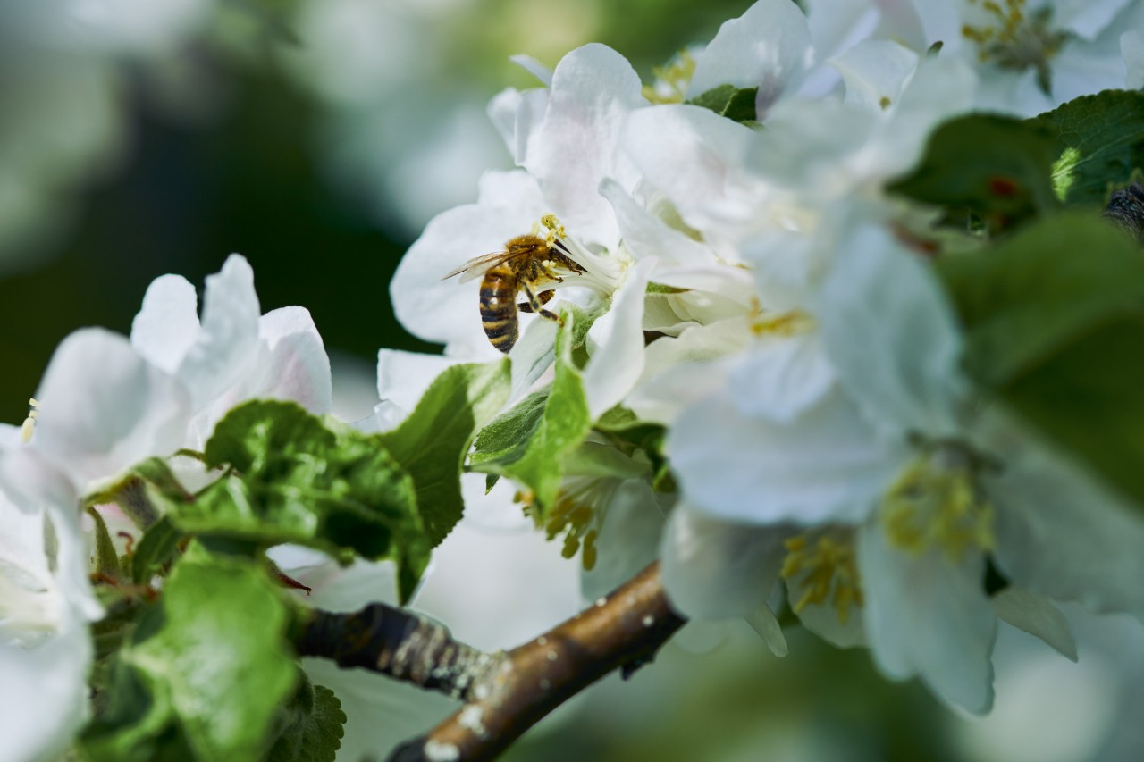 Primer plano de una abeja en una flor blanca.