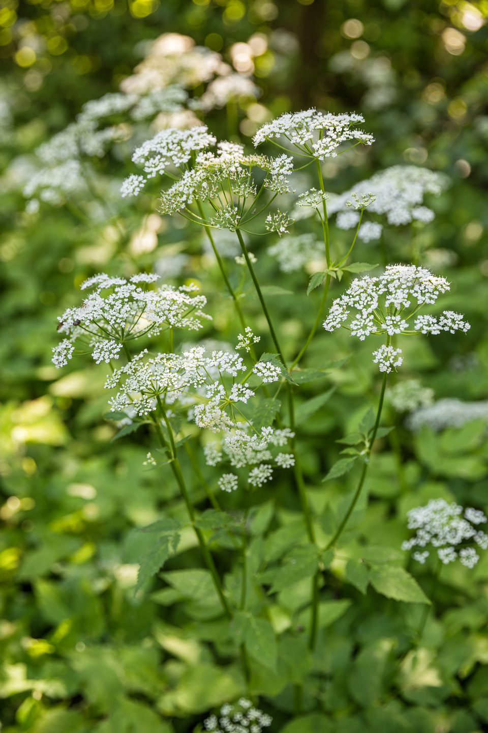 Tipos de malas hierbas en el jardín: primer plano de flores de aegopodium podagraria.