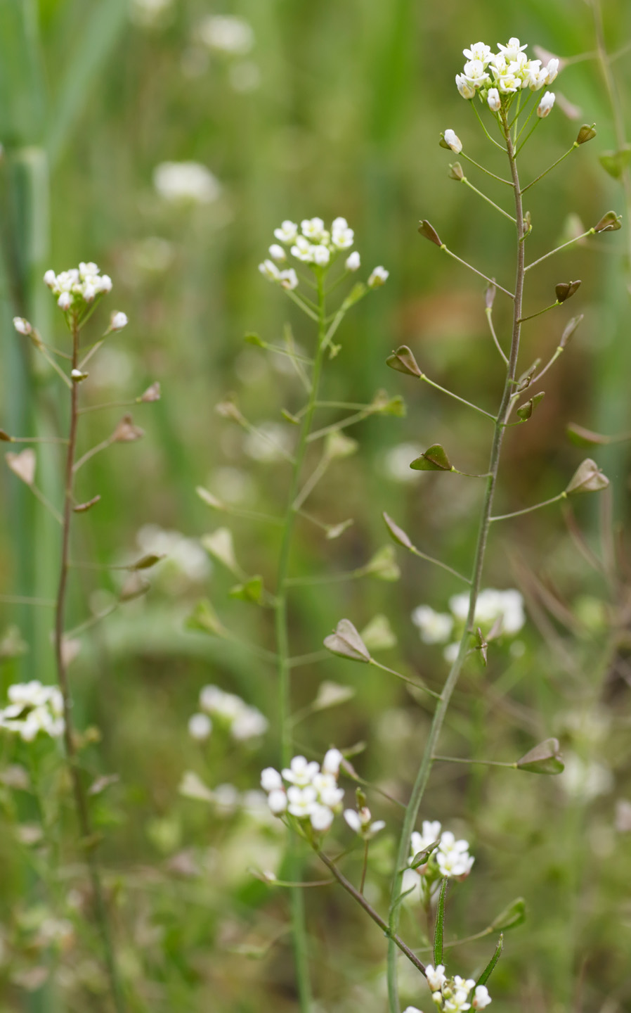 Tipos de malas hierbas en el jardín: primer plano de las flores del zurrón de pastor.