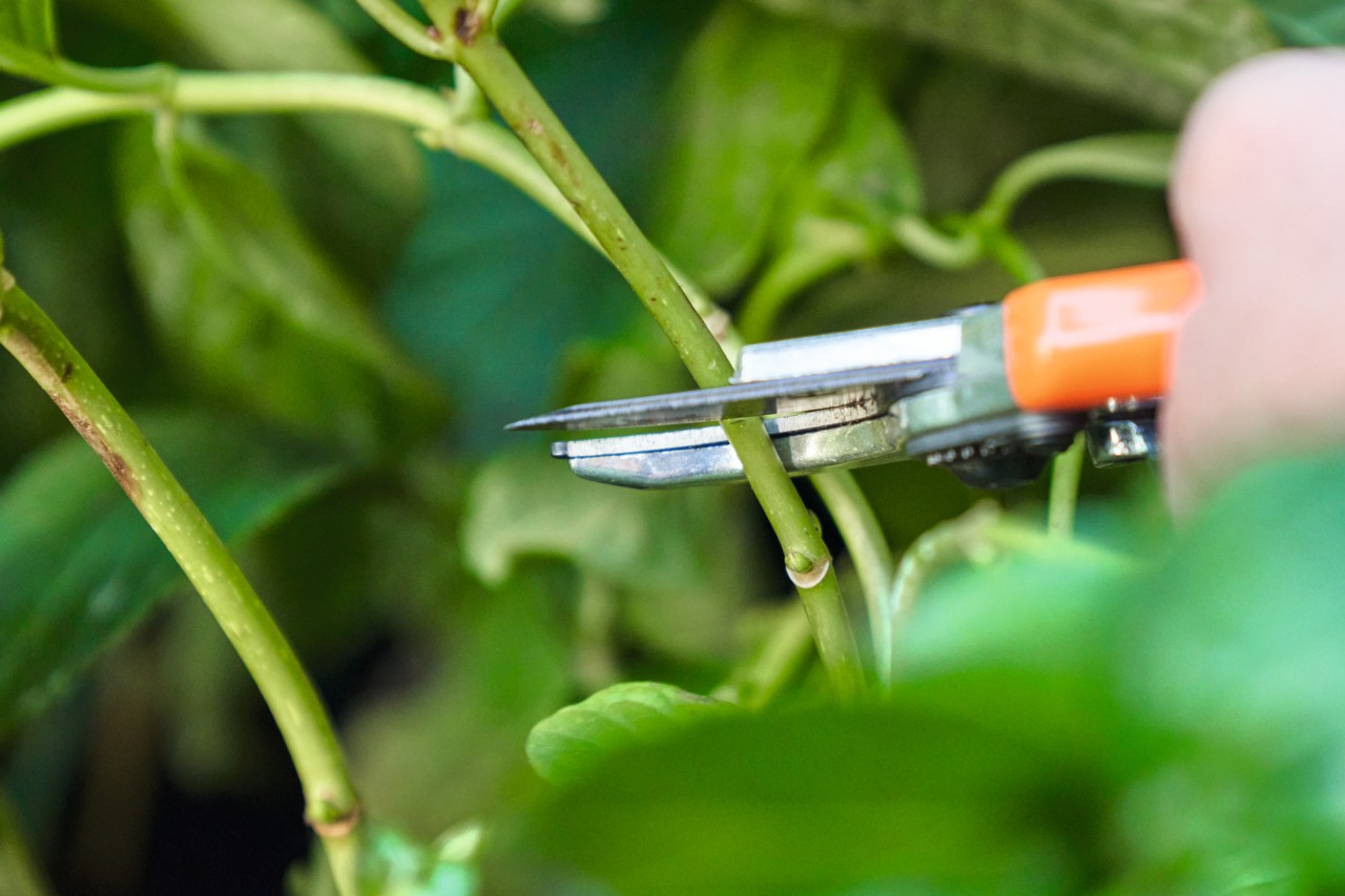 Primer plano de una persona cortando esquejes con tijeras de jardinero STIHL