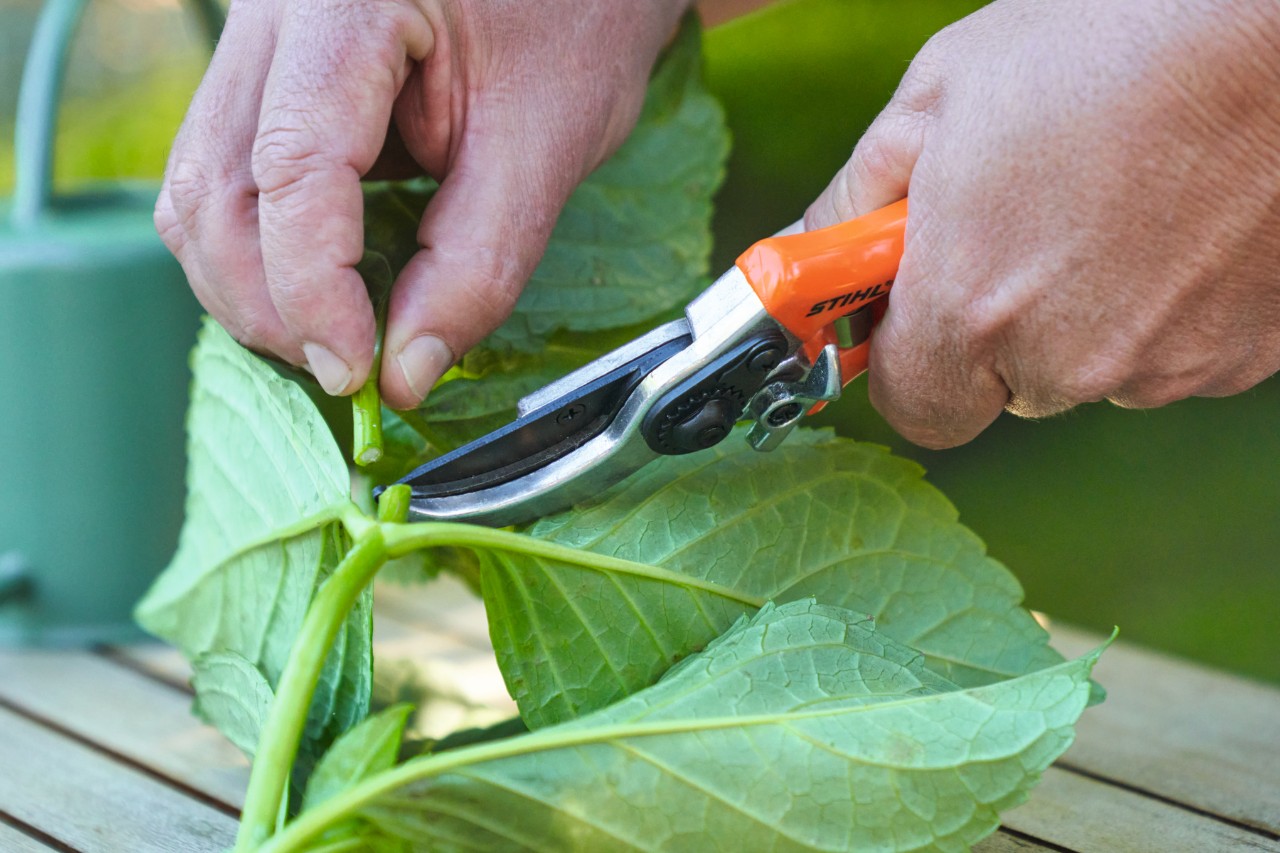 Primer plano de una persona utilizando unas tijeras de jardinero STIHL para quitar las hojas de un corte