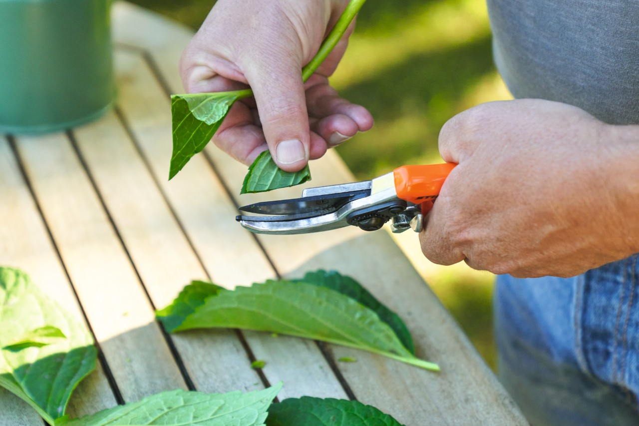Primer plano de una persona acortando la superficie de la hoja de un corte con las tijeras de jardinero STIHL 
