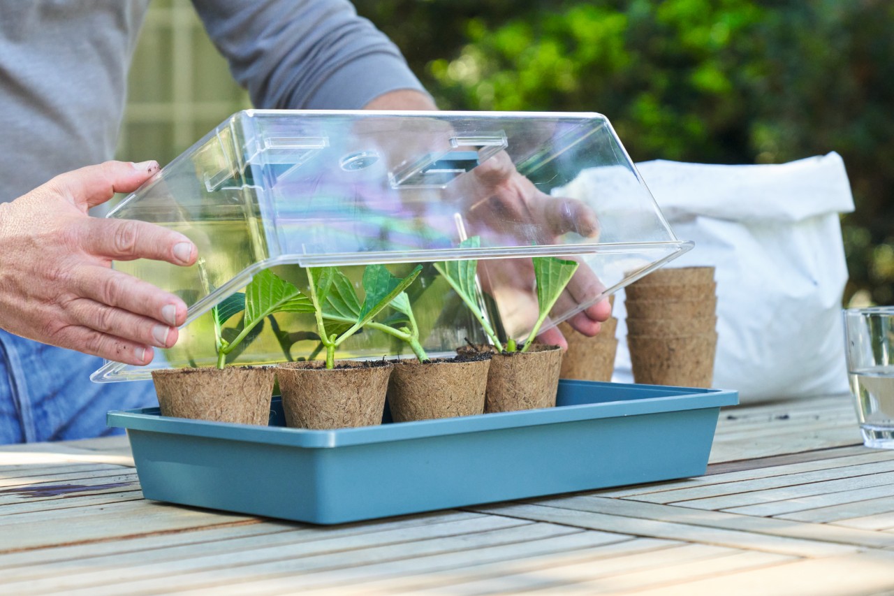 Una persona coloca una tapa de cristal sobre un recipiente cuadrado con los esquejes recién plantados en una maceta