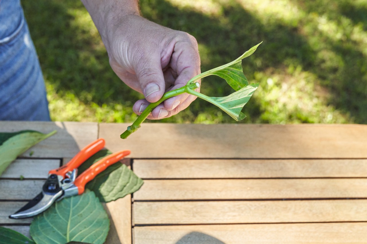 Primer plano de un corte sostenido por alguien sobre una mesa de jardín con unas tijeras de jardinero y hojas cortadas. 