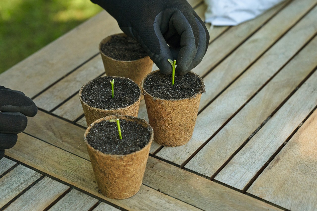 Primer plano de una persona en una mesa de jardín con guantes de trabajo plantando esquejes en macetas con tierra 