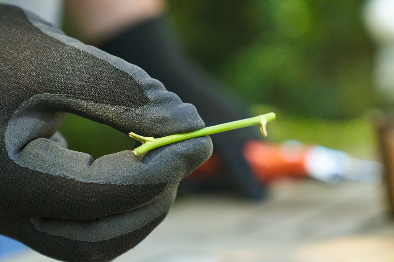 Primer plano de un esqueje de rosa sin hojas, sostenido entre el pulgar y el índice por una persona con guantes de trabajo negros 