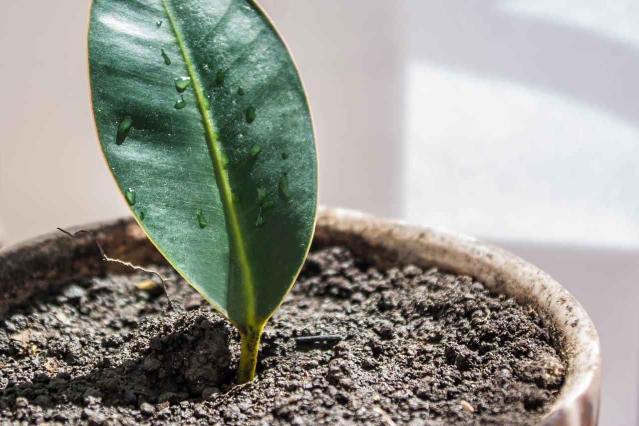 Primer plano de un esqueje de hoja en una maceta con tierra