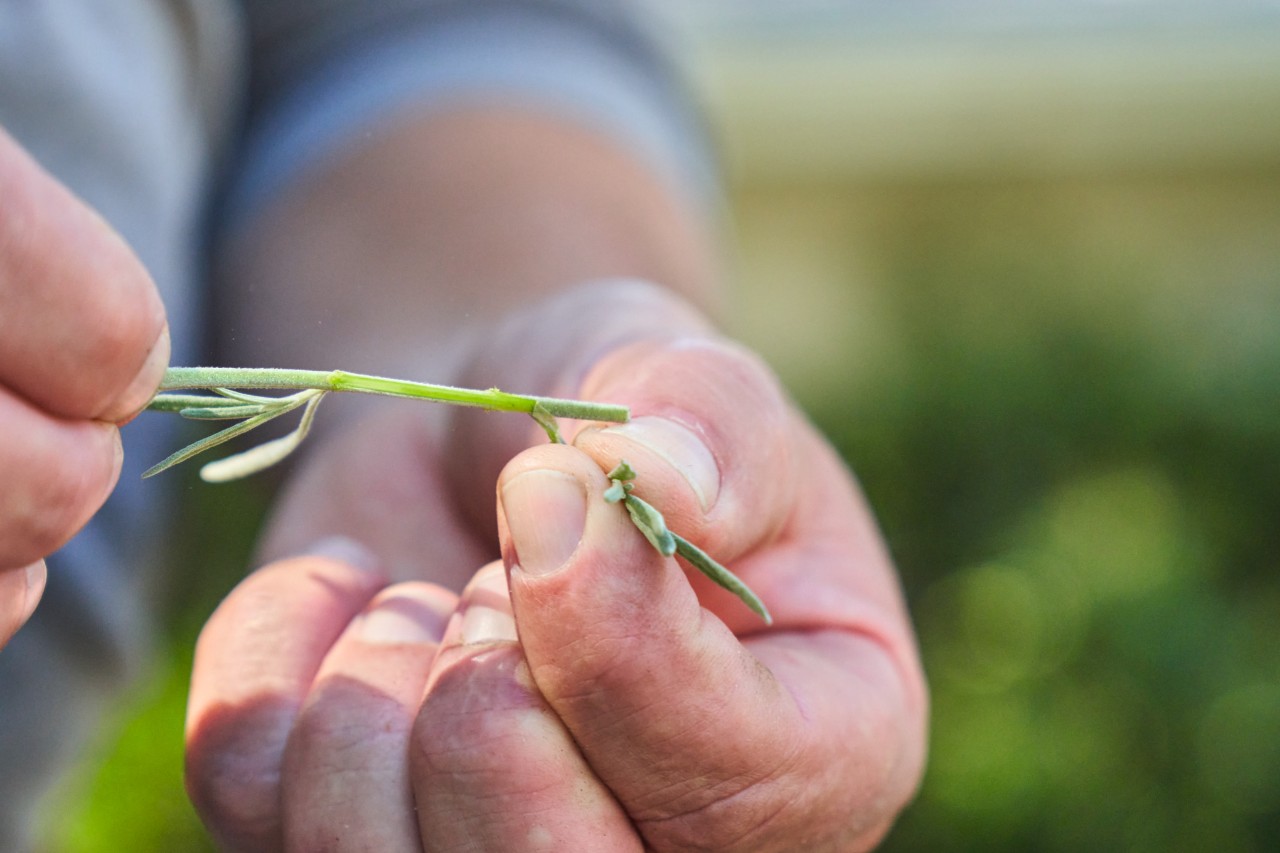 Primer plano de un corte de lavanda sostenido entre el pulgar y el índice 