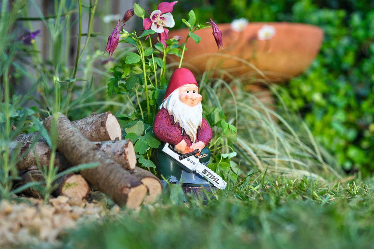 Un enano de jardín con una motosierra STIHL en miniatura en la hilera de flores