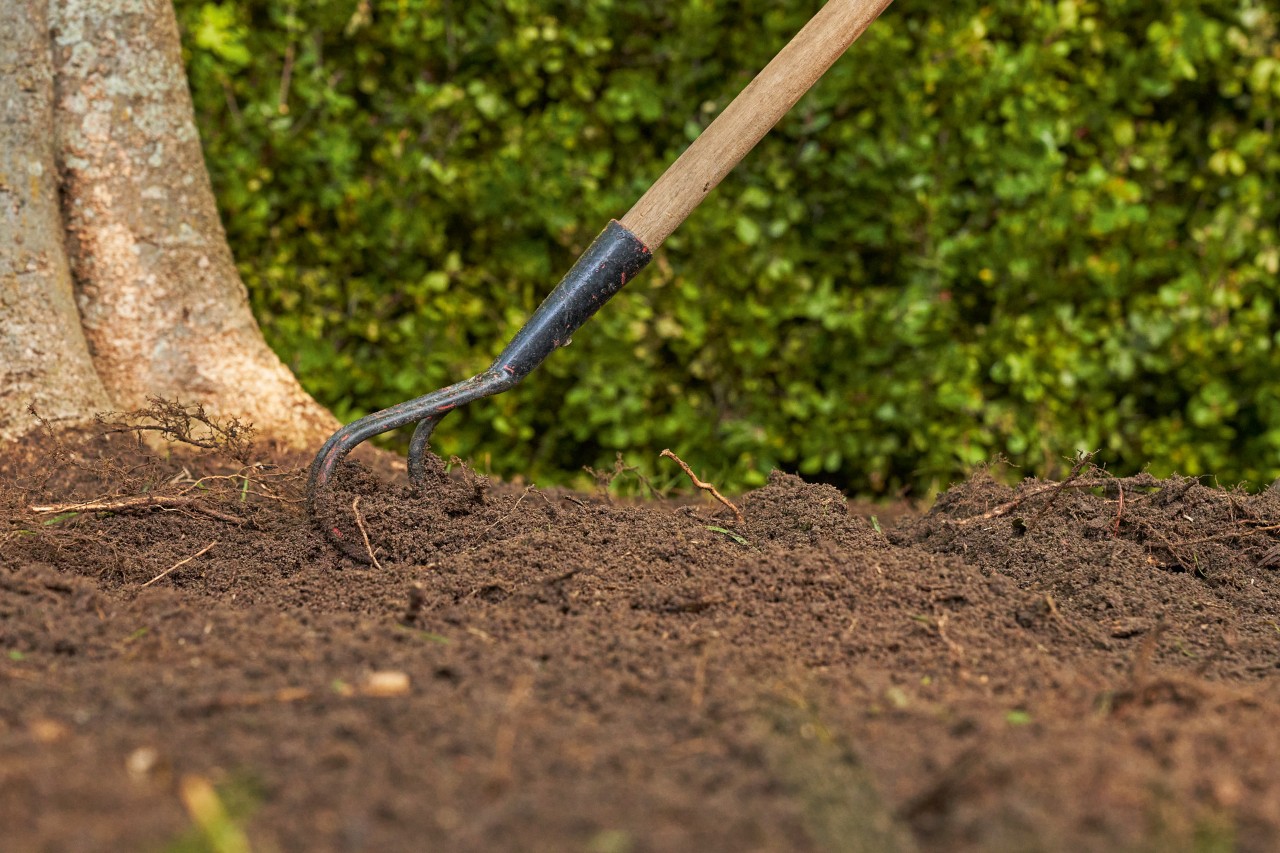 Con una azada se trabaja la tierra debajo del árbol