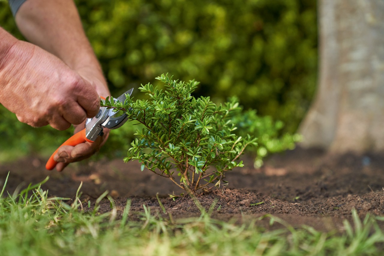 Utiliza unas tijeras de poda para recortar las variedades leñosas del parterre