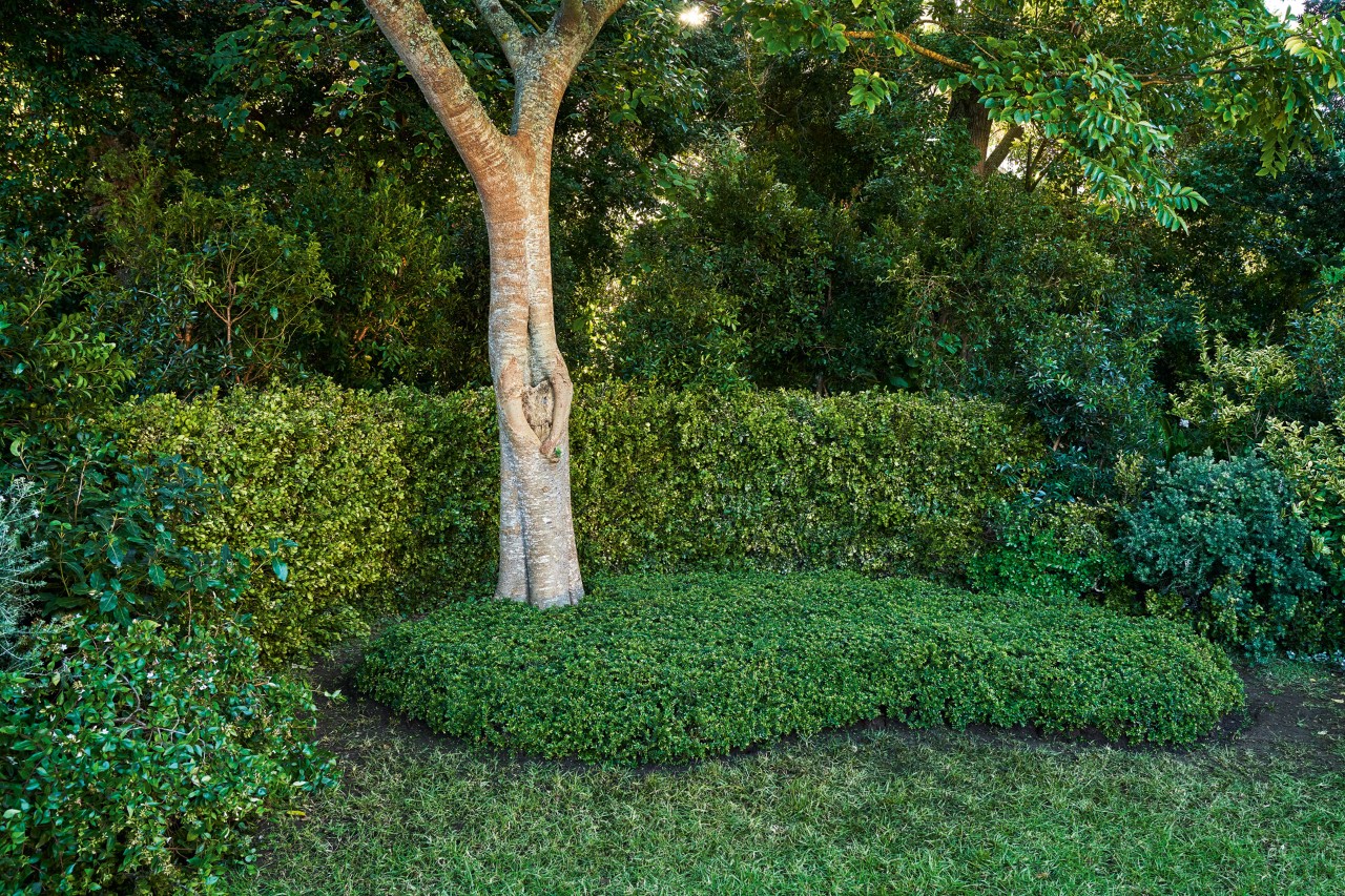 Parterre al pie de un árbol; en segundo plano, setos y arbustos