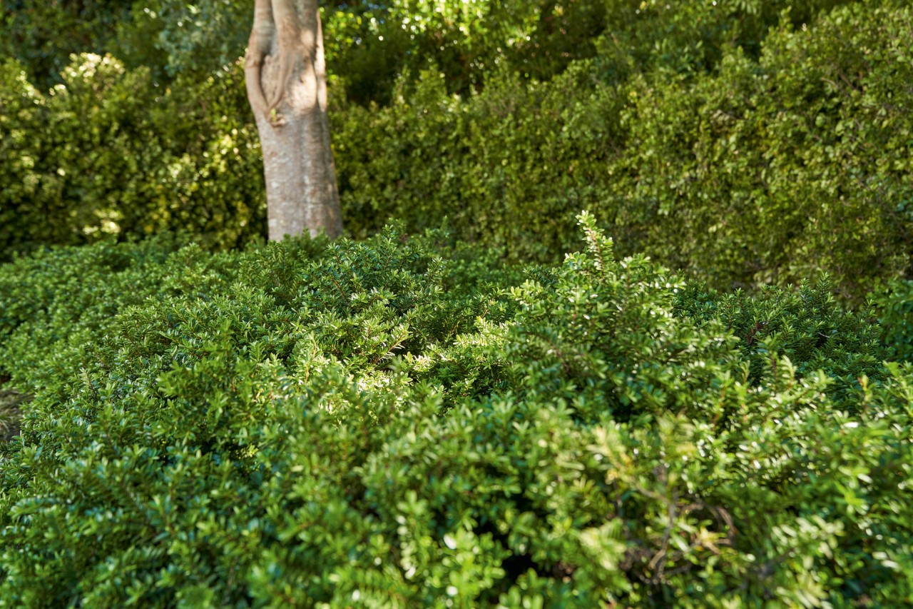 Primer plano de un cubresuelos bajo un árbol