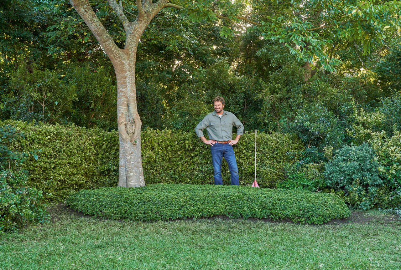 Un hombre con camisa verde observa satisfecho el cubresuelos tapizante debajo de un árbol.