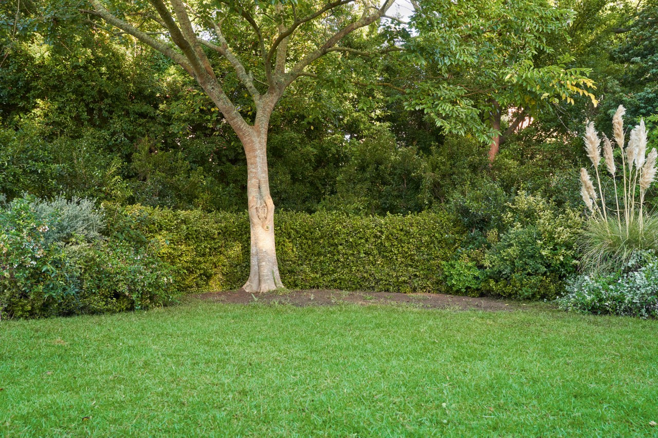 Tierra desnuda sin plantas debajo de un árbol; delante, un césped verde; en segundo plano, setos