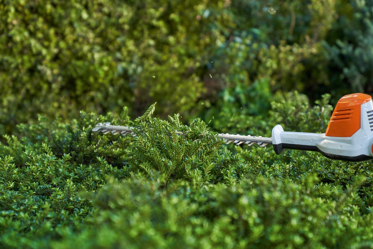 Detalle de cómo se corta el cubresuelos con un cortasetos de batería STIHL HLA 56