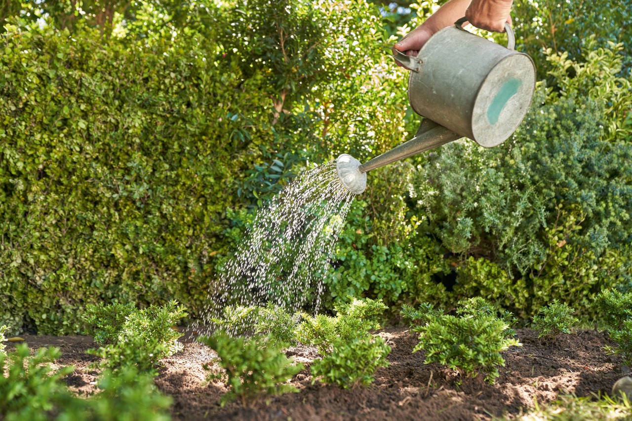 Con una regadera de metal se riegan pequeñas plantas de jardín delante de un seto
