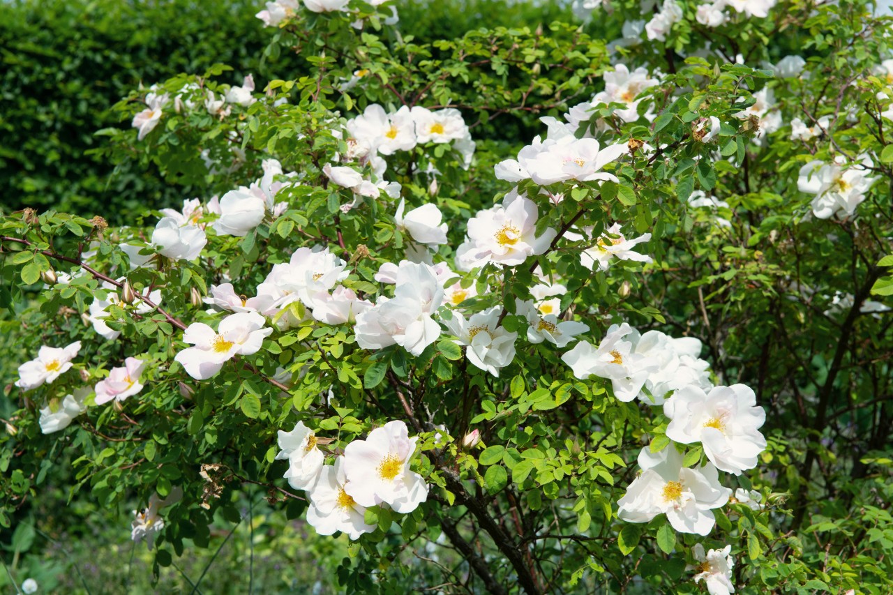 Arbusto verde con flores blancas de rosas silvestres
