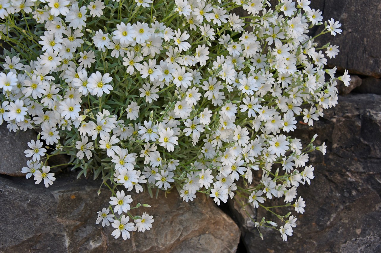 Primer plano de las flores blancas de la canastilla de plata entre las piedras