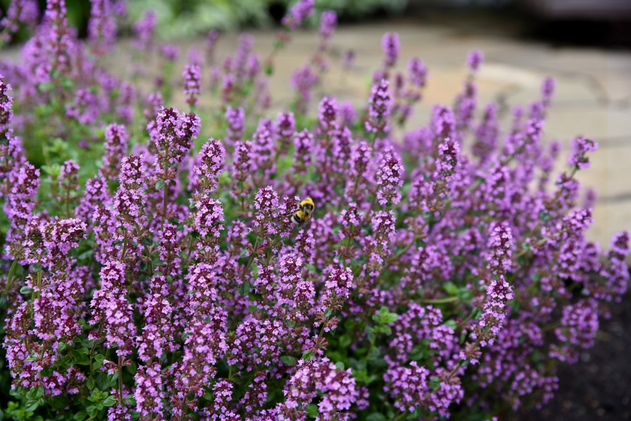 Pequeñas flores moradas de serpol con una abeja
