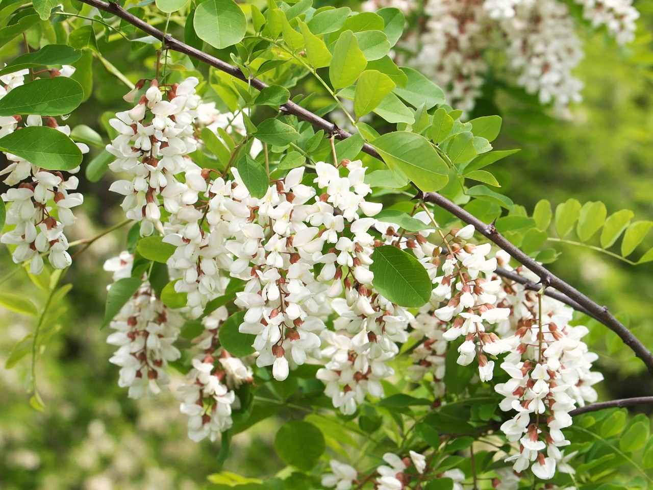 Flores blancas en la rama de una robinia
