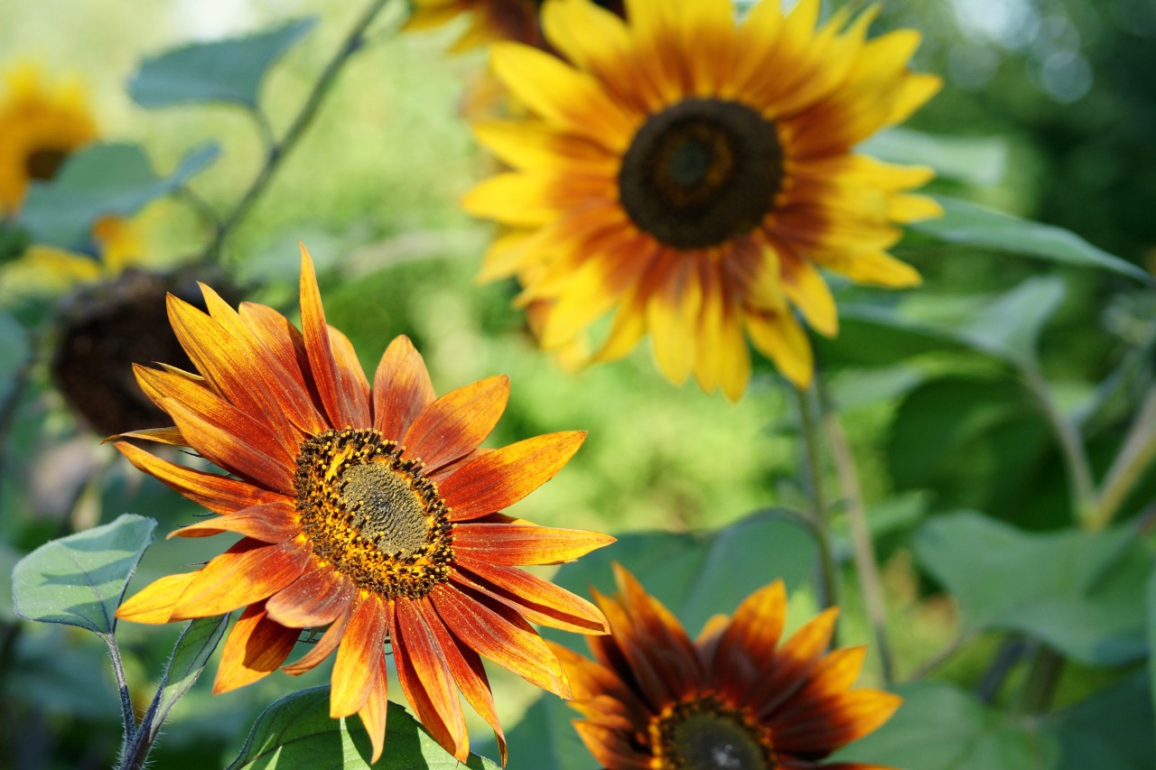 Primer plano de cabezas de girasoles de color amarillo-rojo oscuro