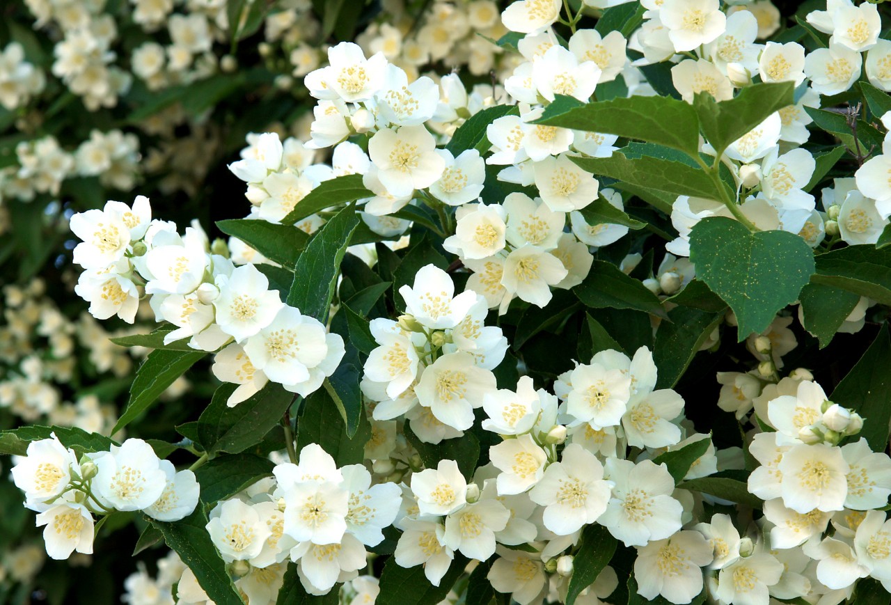 Flores blancas y hojas verdes de la celinda