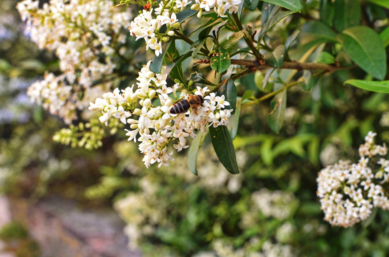 Primer plano de una abeja sobre las flores blancas de un arbusto de aligustre