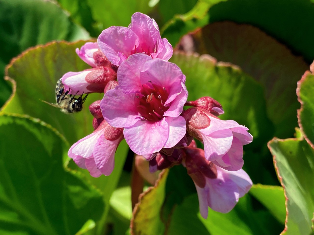 Primer plano de las flores rosas abiertas y cerradas de una montaña con una abeja delante de las hojas verdes