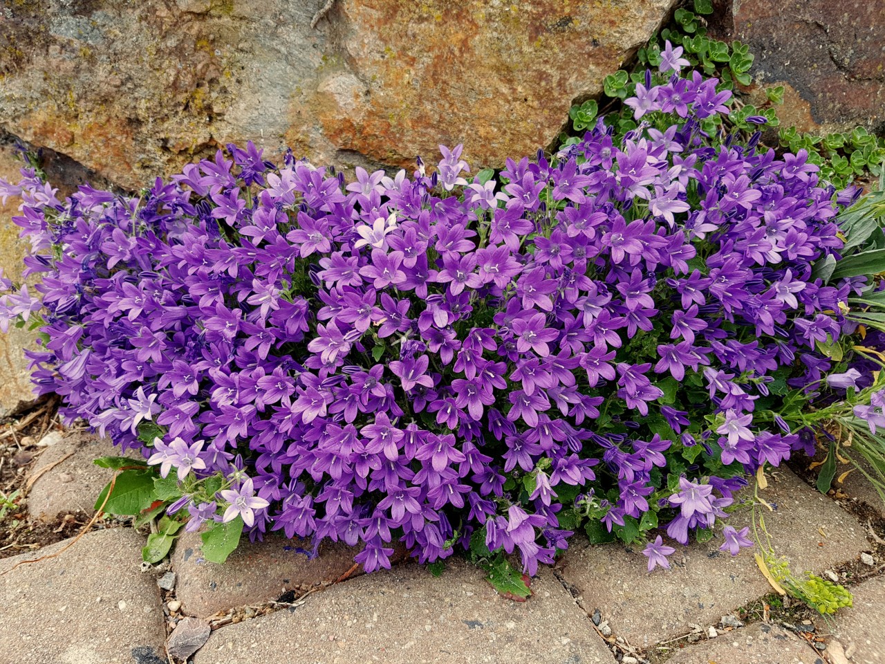 Flores púrpuras brillantes de la campanilla de Dalmacia en el borde de una piedra
