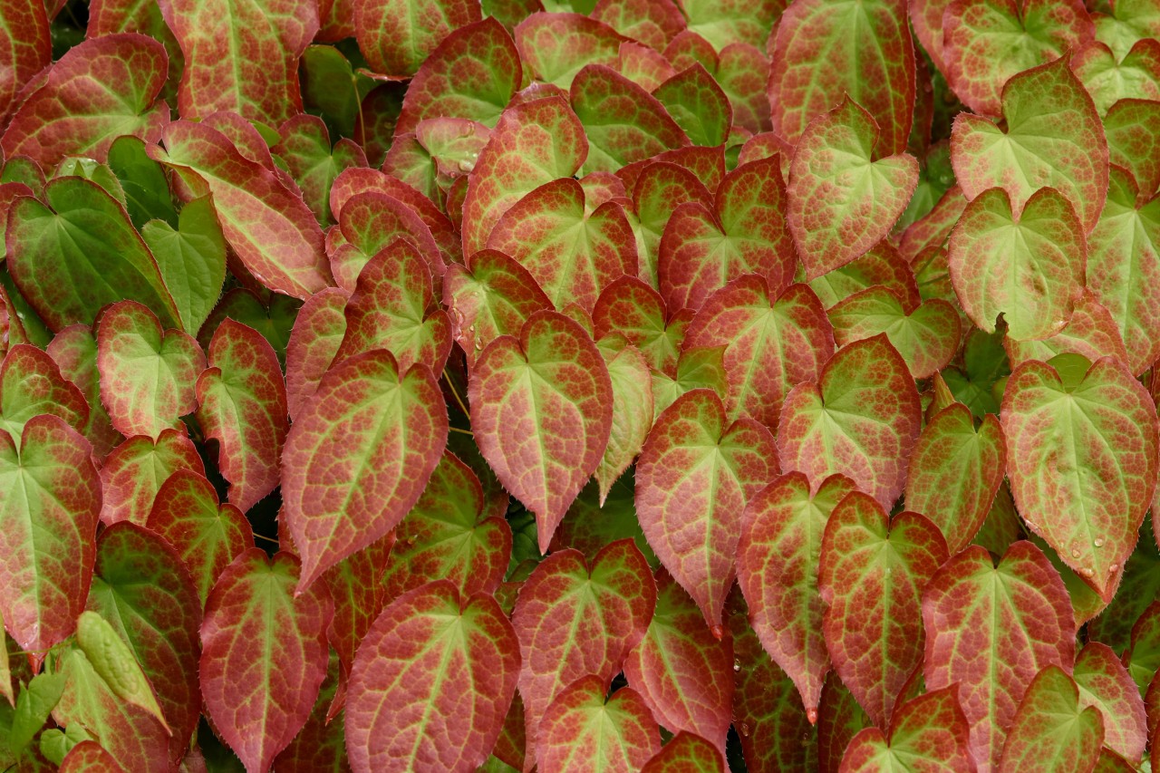Primer plano de las hojas con dibujos rojos y verdes de la flor de la hiedra de jardín.