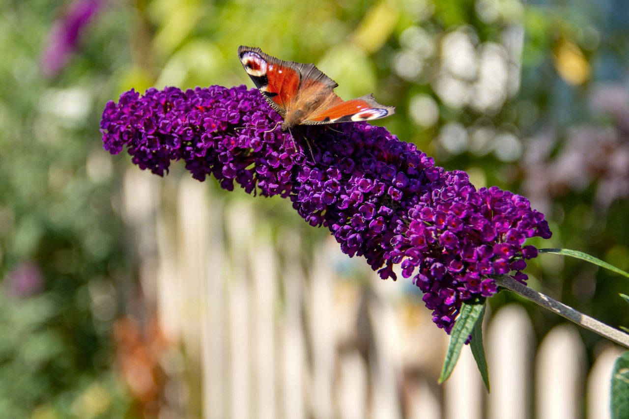 Primer plano de una mariposa pavo real sobre lilas púrpura oscuras en flor